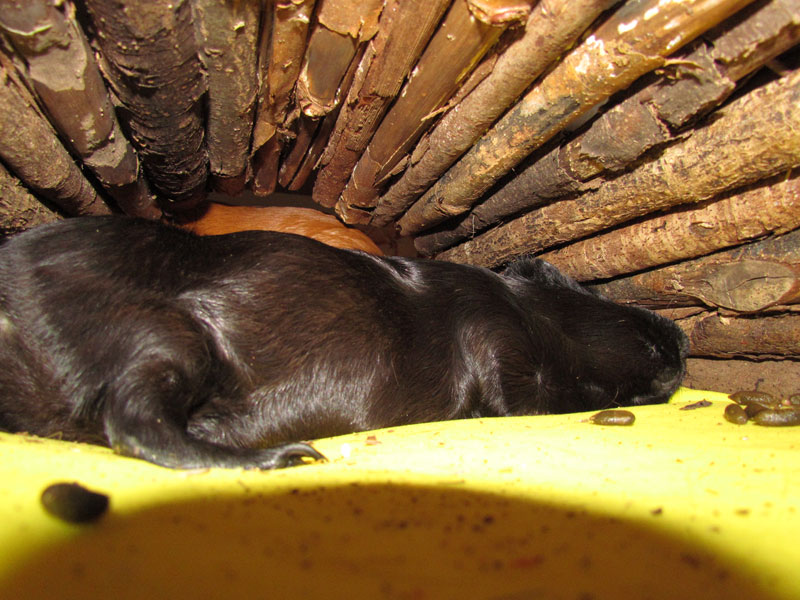 zamorac,zamorci,morski praščići,zamorčići