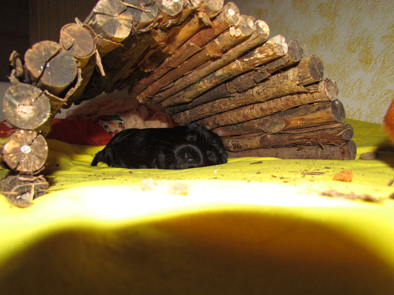 zamorac,zamorci,morski praščići,zamorčići