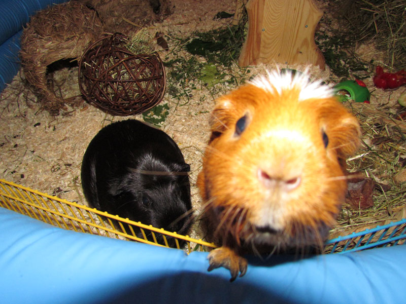 zamorac,zamorci,morski praščići,zamorčići