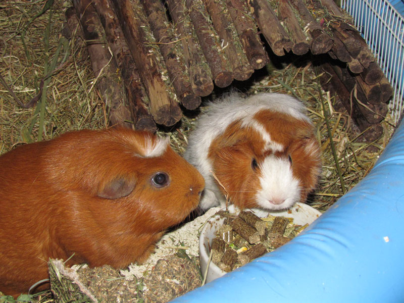 zamorac,zamorci,morski praščići,zamorčići