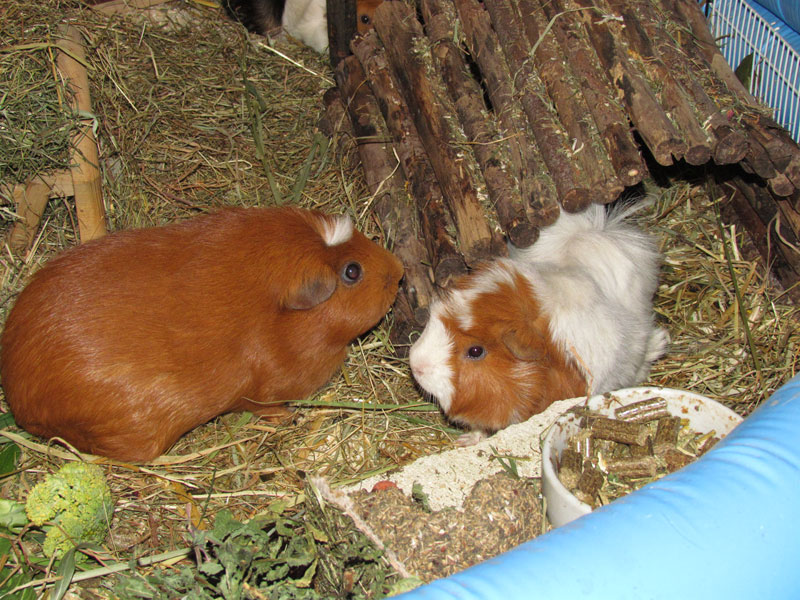 zamorac,zamorci,morski praščići,zamorčići