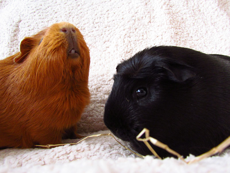 zamorac,zamorci,morski praščići,zamorčići