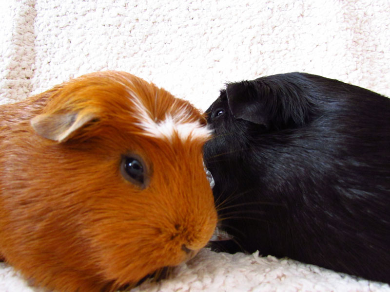 zamorac,zamorci,morski praščići,zamorčići