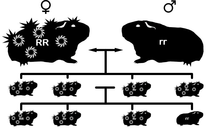 zamorac,zamorci,morski praščići,zamorčići