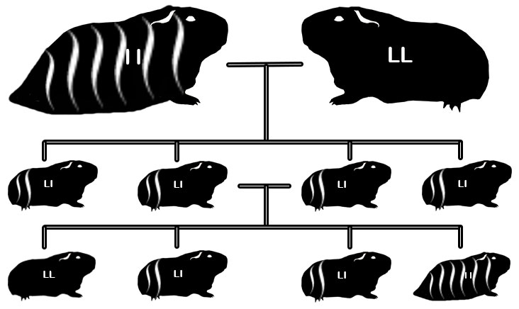 zamorac,zamorci,morski praščići,zamorčići