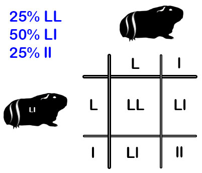 zamorac,zamorci,morski praščići,zamorčići