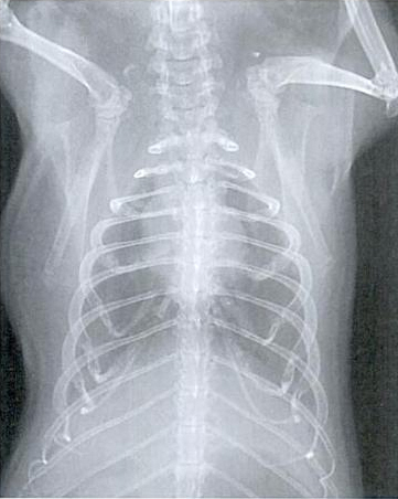 zamorac,zamorci,morski praščići,zamorčići