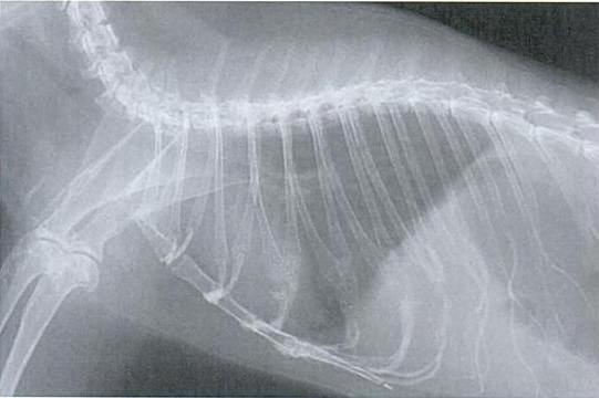 zamorac,zamorci,morski praščići,zamorčići