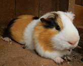 zamorac,zamorci,morski praščići,zamorčići