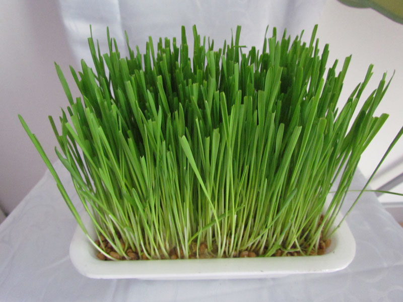 zamorac,zamorci,morski praščići,zamorčići